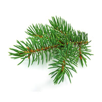 fir resin