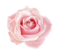  Turkish Rose