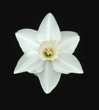 Narcissus