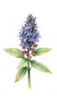 Clay Sage