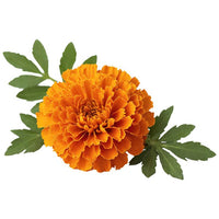 Marigold