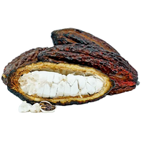 Cacao Pod