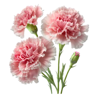 Carnation