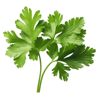 Coriander