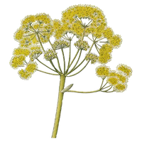 Galbanum