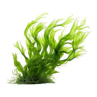 Seaweed