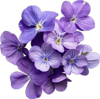 Heliotrope