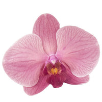 Orchid
