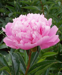 Chinese Pink Peony