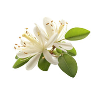 Honeysuckle