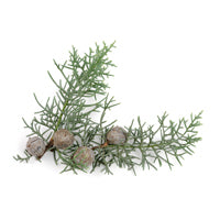 Virginia Cedar