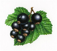 Cassis