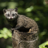 Civet
