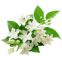 Indian Jasmine