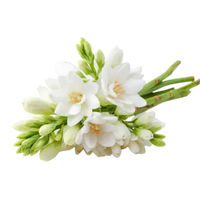Indian Tuberose