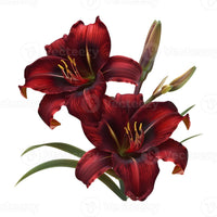 Red Orchid
